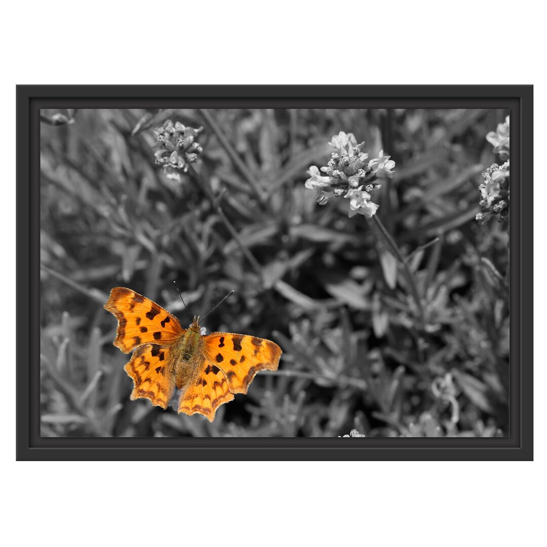 Gerahmtes Wandbild Schmetterling auf Blumenwiese