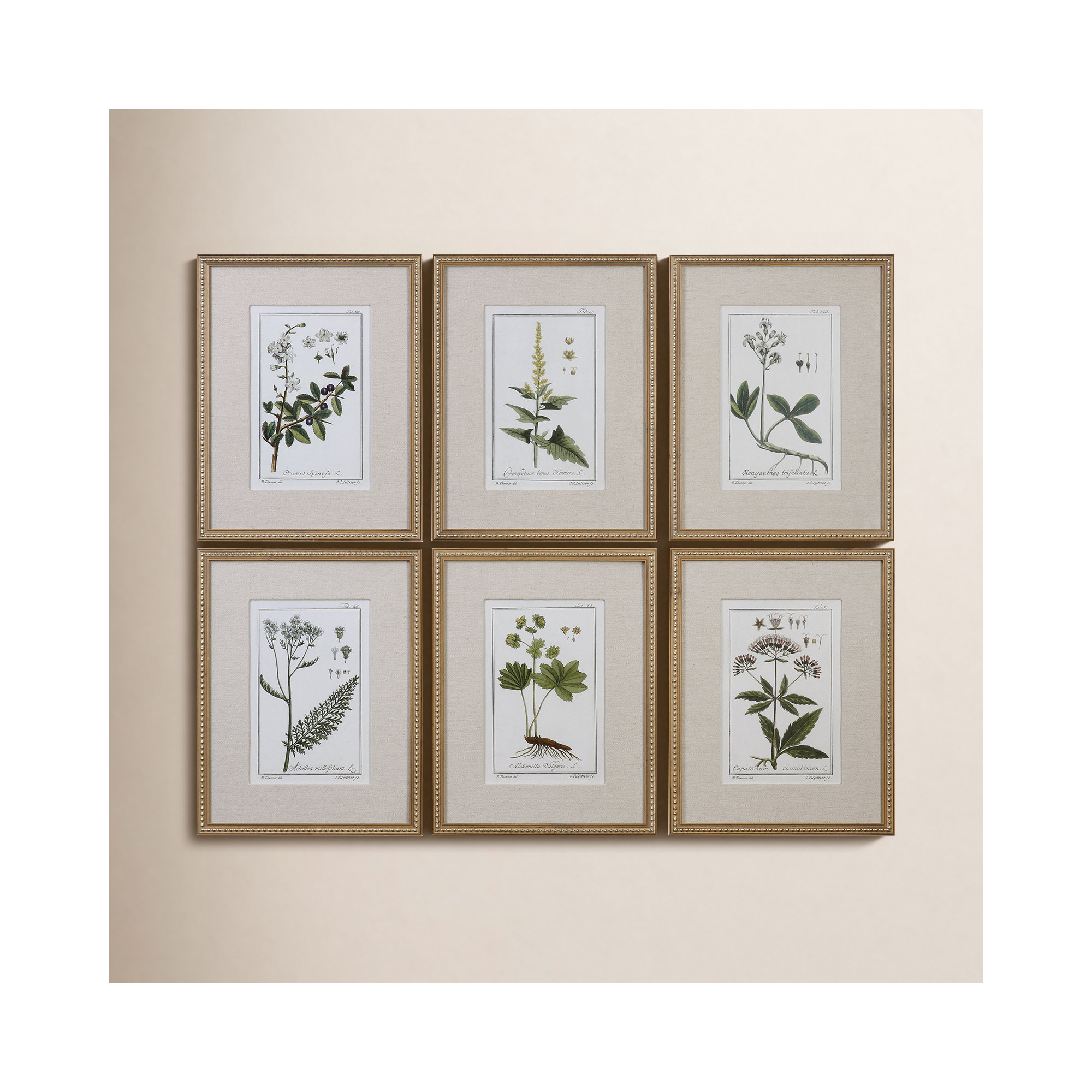 "Green Floral Botanical Study" by Grace Feyock Matted Distressed Gold Framed Graphic Art 
