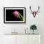 Pale Pink Tulip in Abstract - Picture Frame Painting Print-55735592-55735594