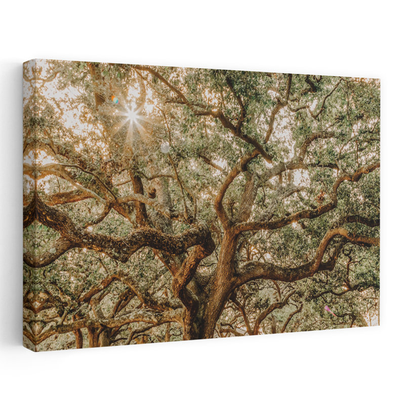 Low Country Oaks I, art contemporain de paysage de chêne abstrait, H 24 po x l 16 po