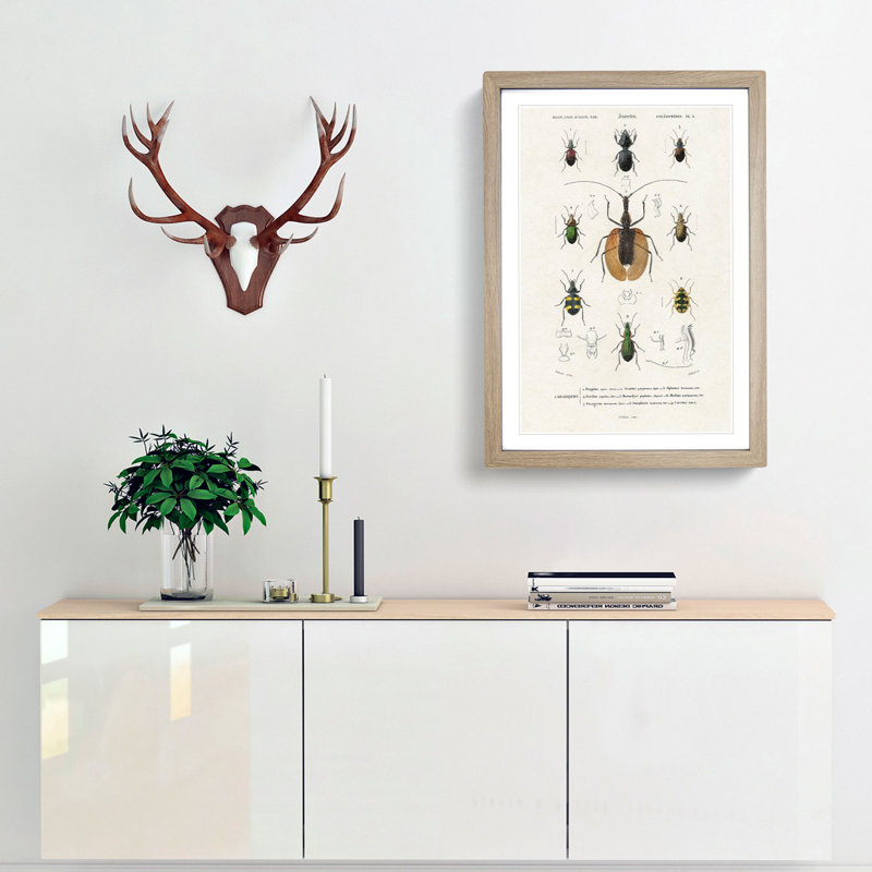 Beetle Illustrations PL.2 by Charles D'Orbigny Framed Print, Oak Framed, 63cm H x 45cm W x 2cm D