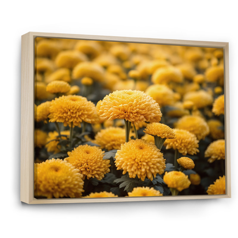 «Yellow Mums in Bloom II» sur toile, H 12 po x l 20 po x P 1 po, Cadre naturel flottant
