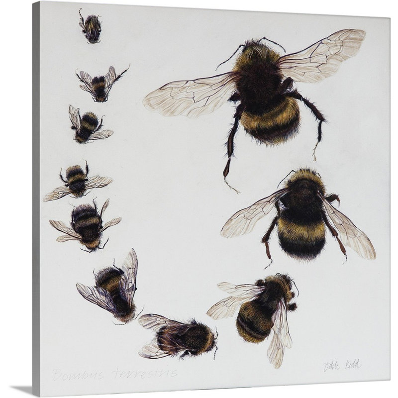 Bombus, 2015 - reproduction d'art, H 20 po x l 20 po x P 1,25 po, Toile tendue