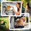 Foldable Pet Stroller