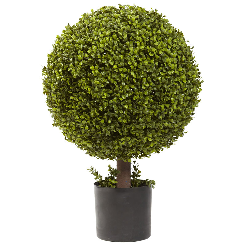 Boxwood Ball Topiary