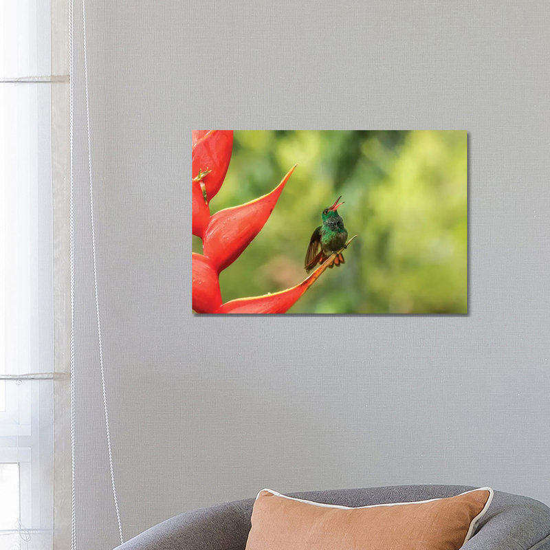 Costa Rica, Sarapiqui River Valley. Rufous-Tailed Hummingbird On Heliconia Plant. by Jaynes Gallery - Wrapped Canvas Print