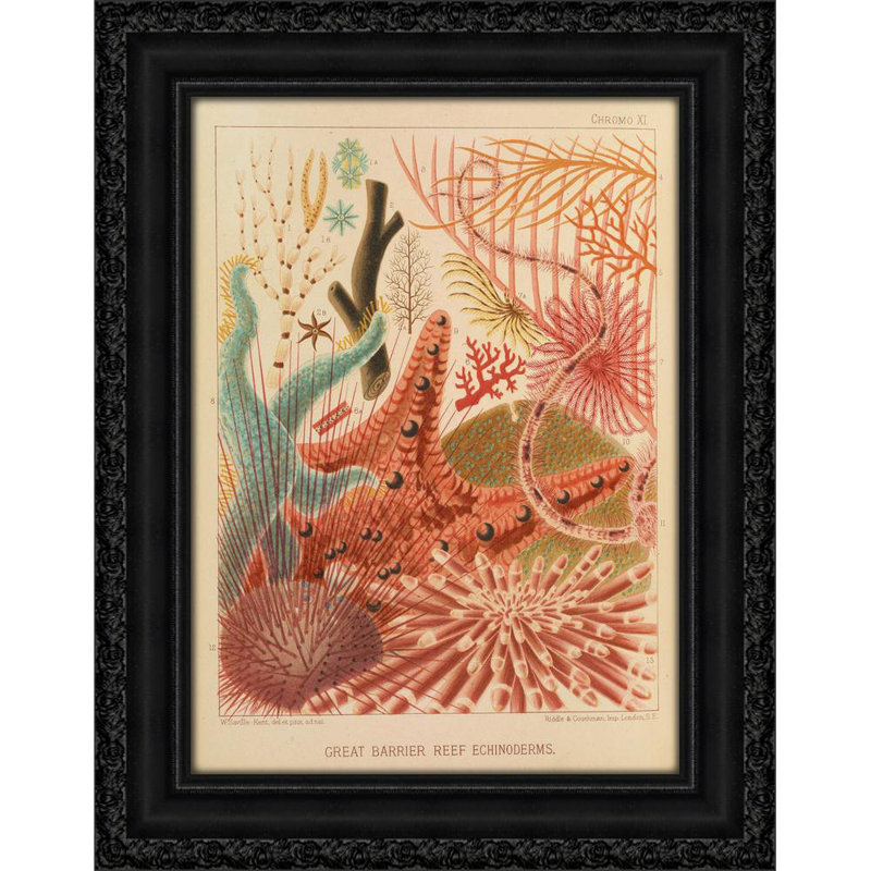 Great Barrier Reef Echinoderms (1893), 18" H x 14" W