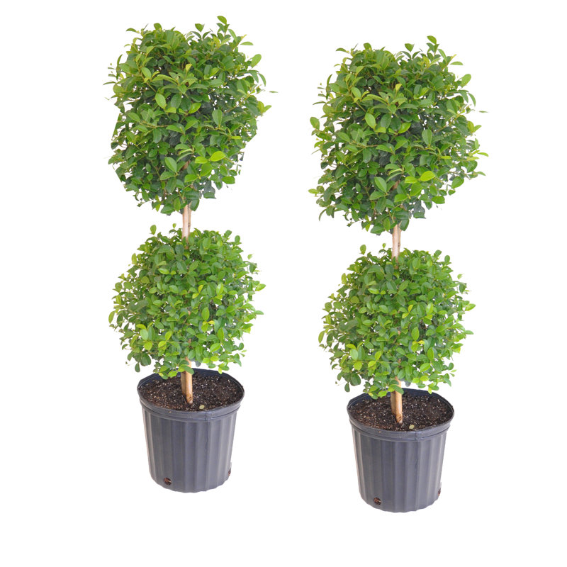 United Nursery Live Evergreen Plant in Nursery Pot