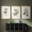 Antique Turpin Botanical VII - reproduction sur mesure encadrée de qualité supérieure - 3 pièces-312085991-312085996