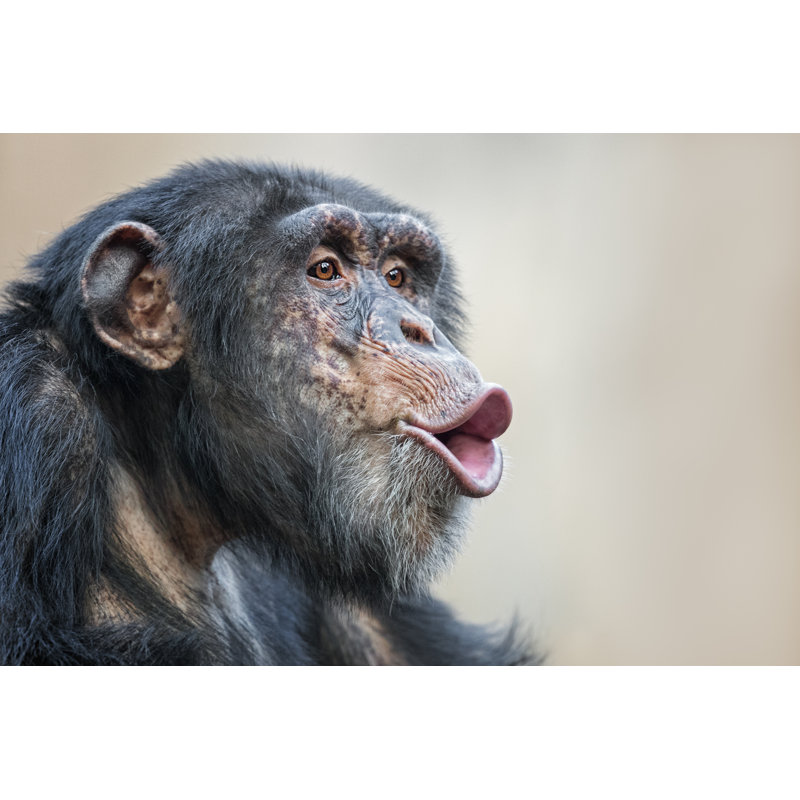 Chimpanzee - Wrapped Canvas Print, 81cm H x 122cm W x 3.8cm D