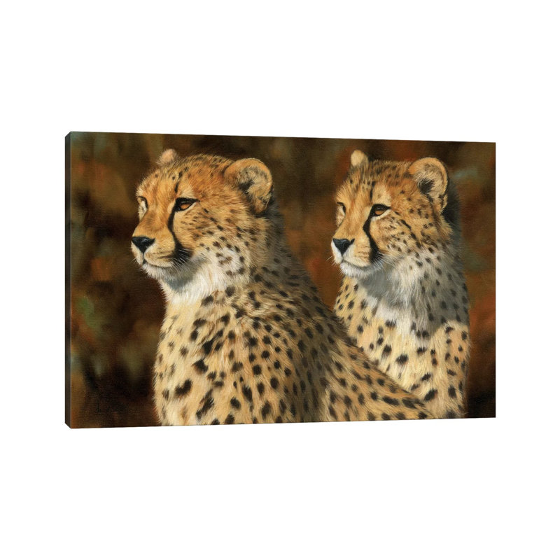 Cheetah Brothers by David Stribbling - Wrapped Canvas Print, 20.32 cm H x 30.48 cm W