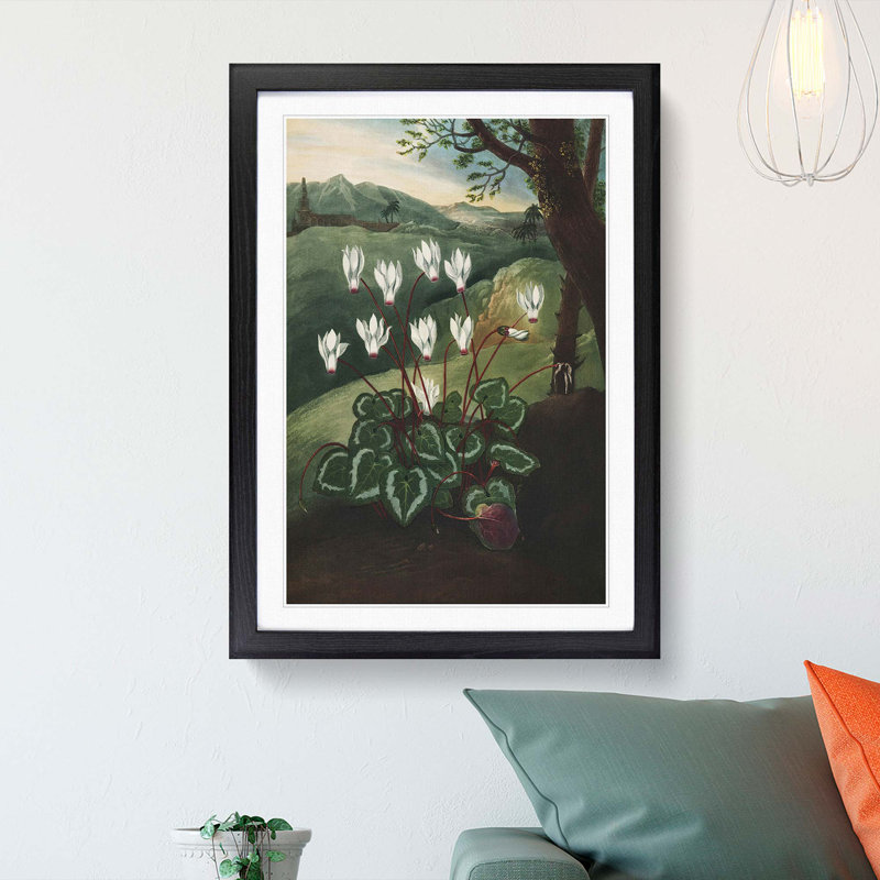 The Persian Cyclamen by R.J. Thornton - Picture Frame Painting Print, 36cm H x 27cm W x 2cm D, Black Framed