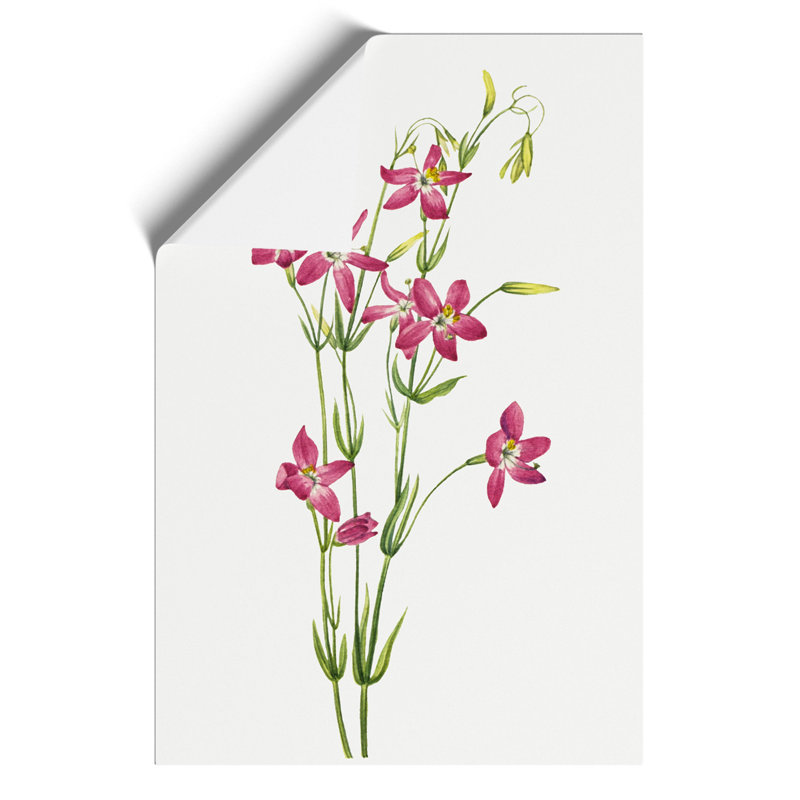 Centaurium by Mary Vaux Walcott - Frameless Print, 42cm H x 30cm W x 0.1cm D