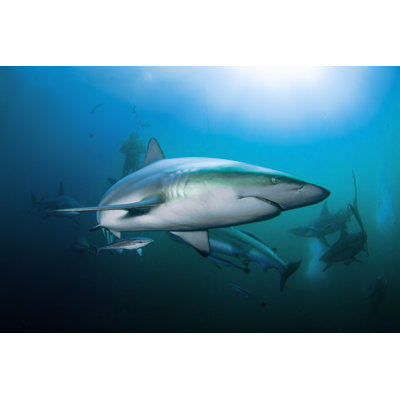 Shark Side - Photographie sur toile tendue