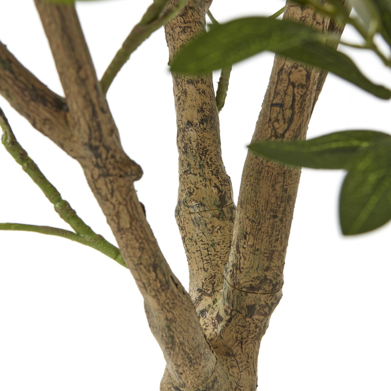 Andaiye Plant in Pot, 240cm H x 20cm W x 20cm D