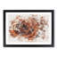 Orange Rose - Picture Frame Graphic Art Print-56915212-56915213
