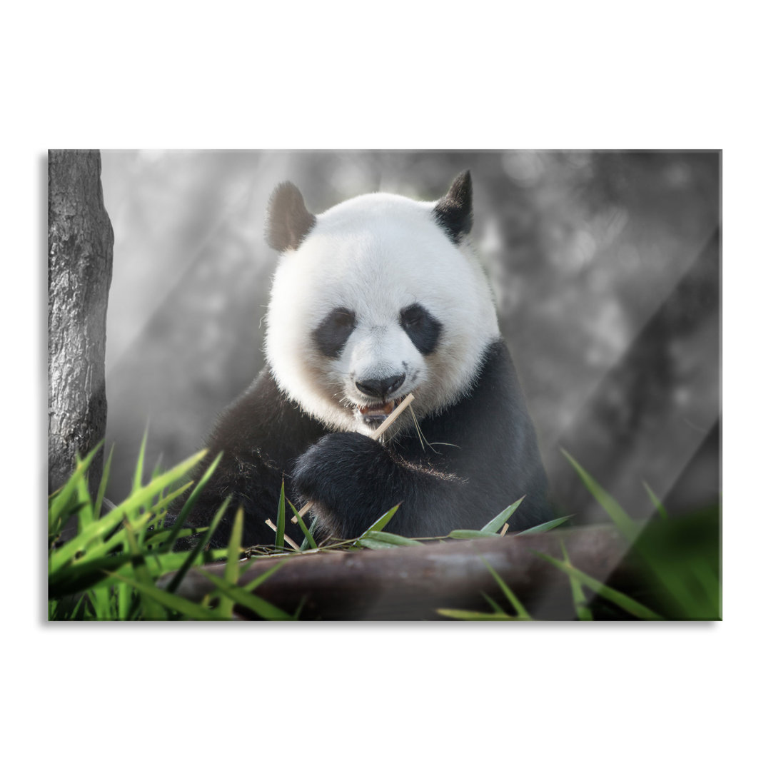 Glasbild Niedlicher Panda isst Bambus