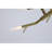 Light Branches Acropora Chandelier-90566487-90566491-130734884