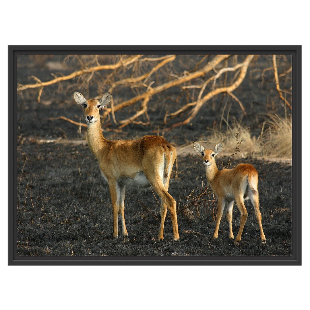 Gerahmtes Wandbild weibliche Gazelle mit Jungtier