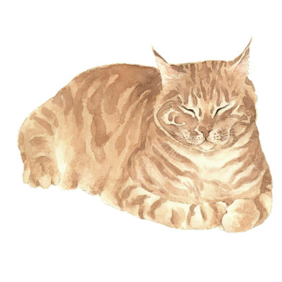 " Pet Elements Cat 5 "