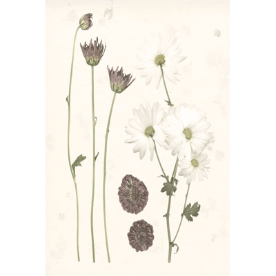 'Pressed Blooms IV' by Grace Popp - Graphic Art Print