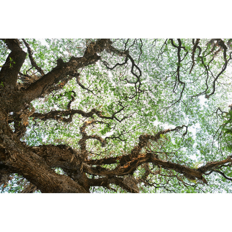 Texture d'arbre de fond par Powerofforever, H 12 po x l 18 po