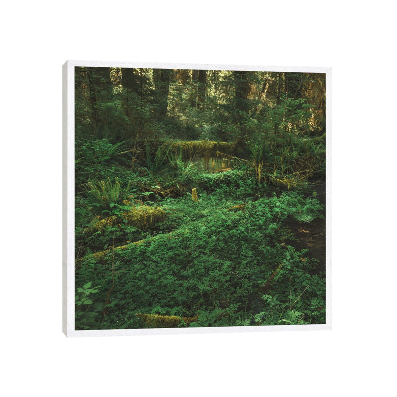 Olympic Rain Forest by Louis Ruth - Gallery-Wrapped Canvas Giclée on Canvas, White Framed, 93.98 cm H x 93.98 cm W
