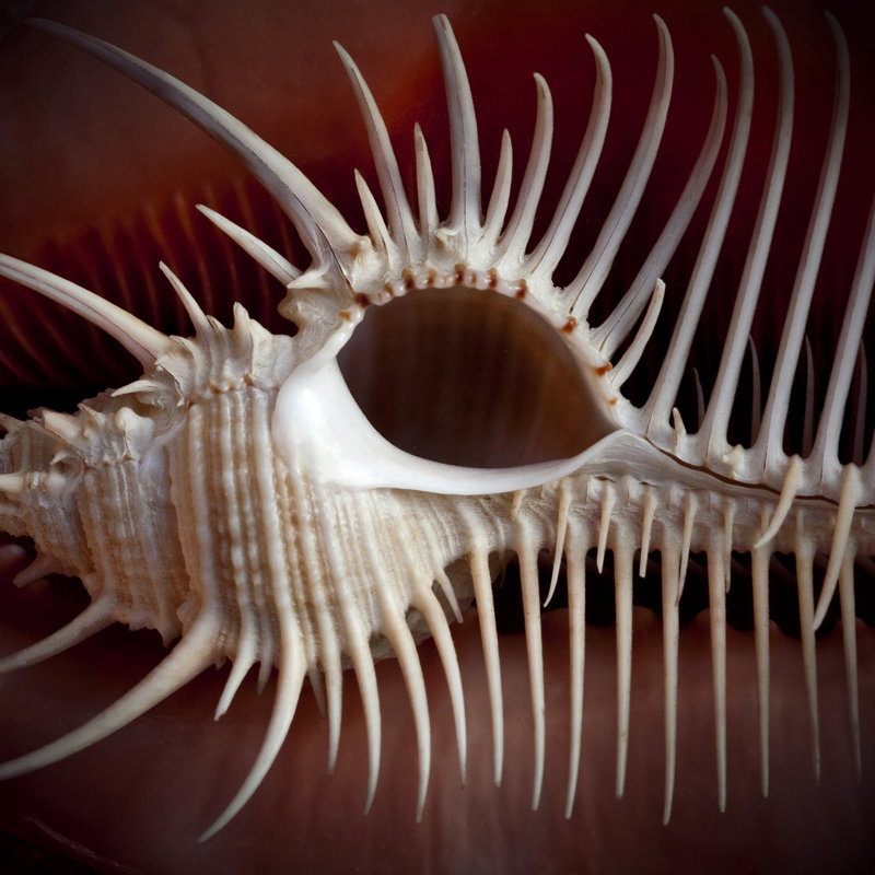 Macro Shells VIII by Rachel Perry - Wrapped Canvas Print, 30cm H x 30cm W