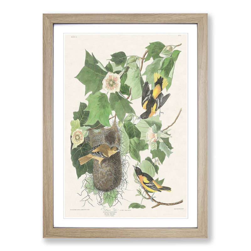 Baltimore Oriole Birds by John James Audubon - Picture Frame Painting, 50cm H x 35cm W x 2cm D, Oak