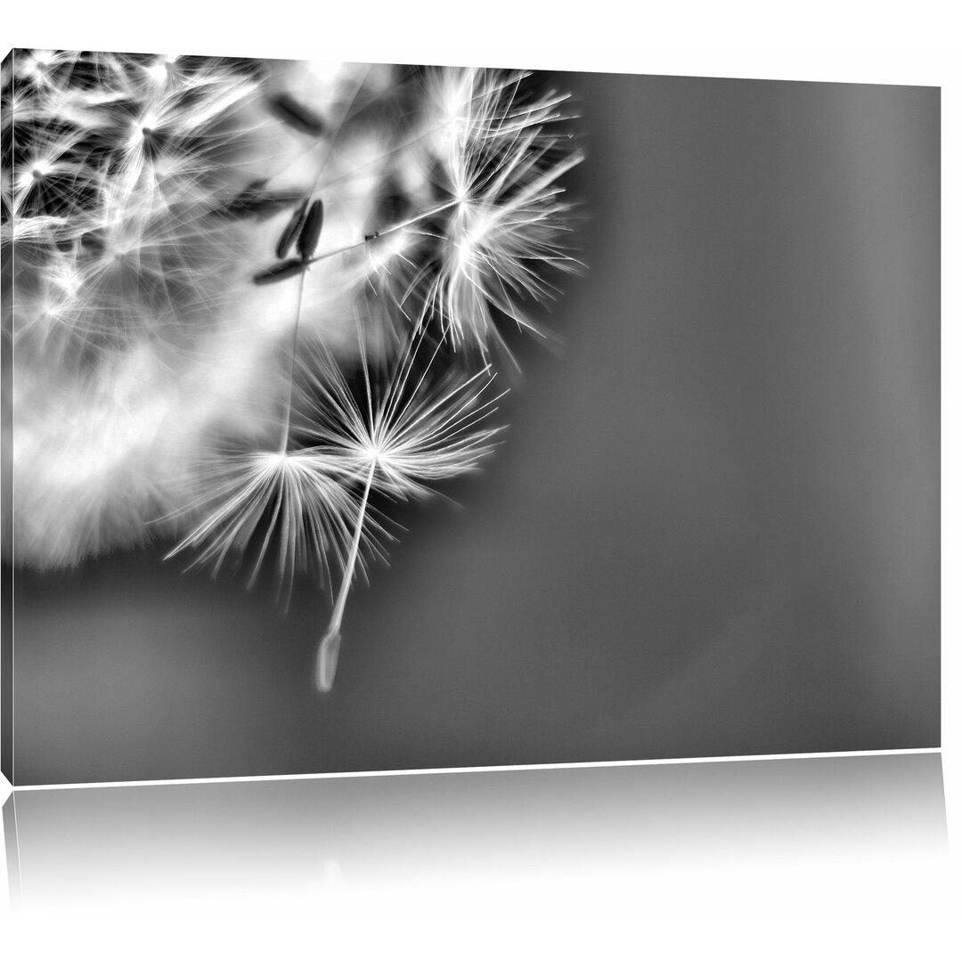 Leinwandbild Wunderschöne Pusteblume in Monochrom