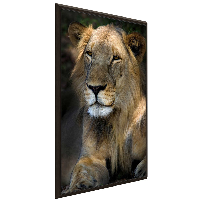 «Cape Lion», reproduction de photo, H 43,5 po x l 27,5 po x P 2 po, Cadre flottant espresso