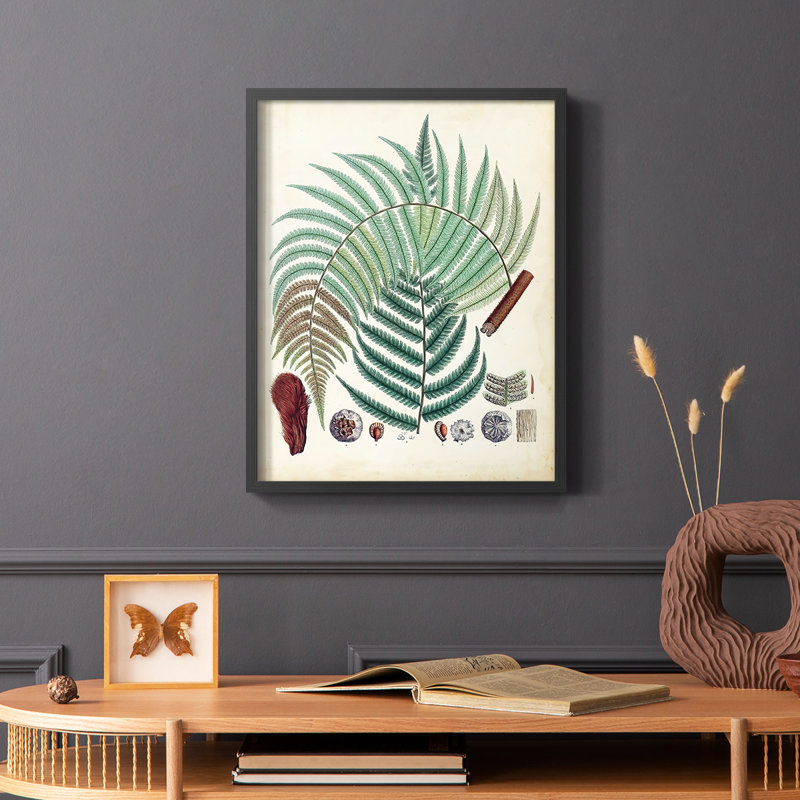 Fougères de collection I, reproduction encadrée - bois massif, Noir, H 28 po x l 22 po