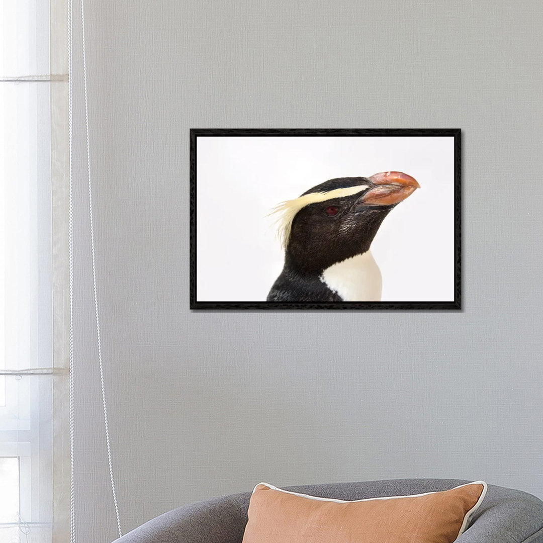 A Fiordland Penguin At The Taronga Zoo von Joel Sartore - Galerie-verpackte Leinwand Giclée auf Leinwand