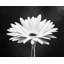 Ebern Designs Cochrane, Carolyn, art sur toile tendue sous le titre: Daisy-867546834