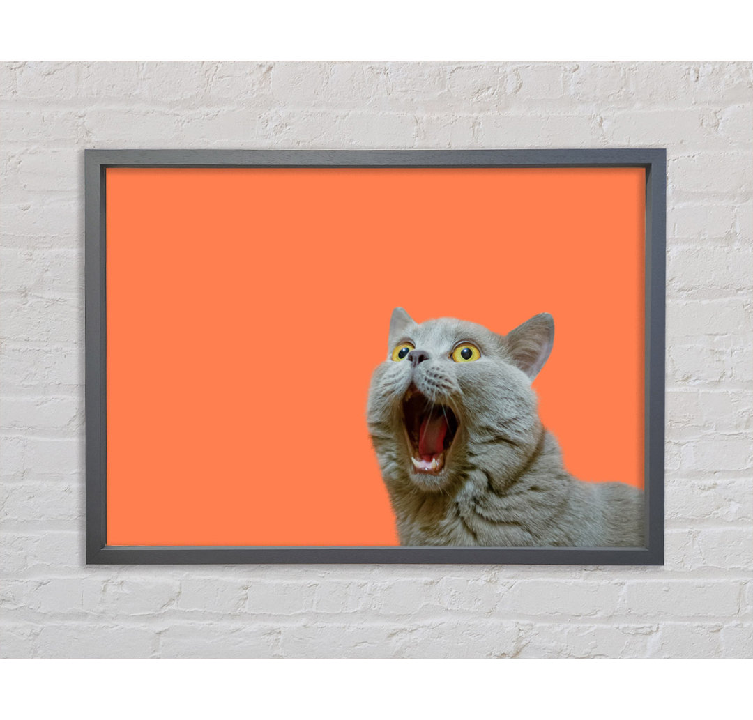 Katze auf der Orange - Einzelner Bilderrahmen Kunstdrucke auf Leinwand