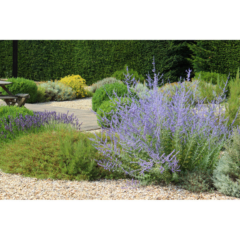 Jardin de gravier ornemental par Mtreasure, H 12 po x l 18 po