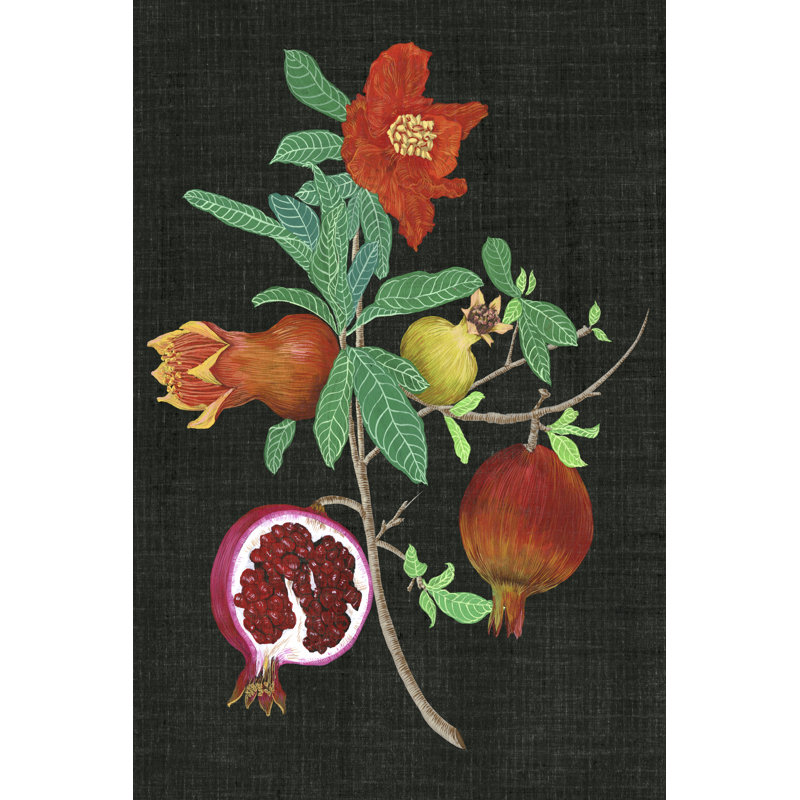 Pomegranate Study II by Melissa Wang - Wrapped Canvas Art Prints, 30cm H x 20cm W