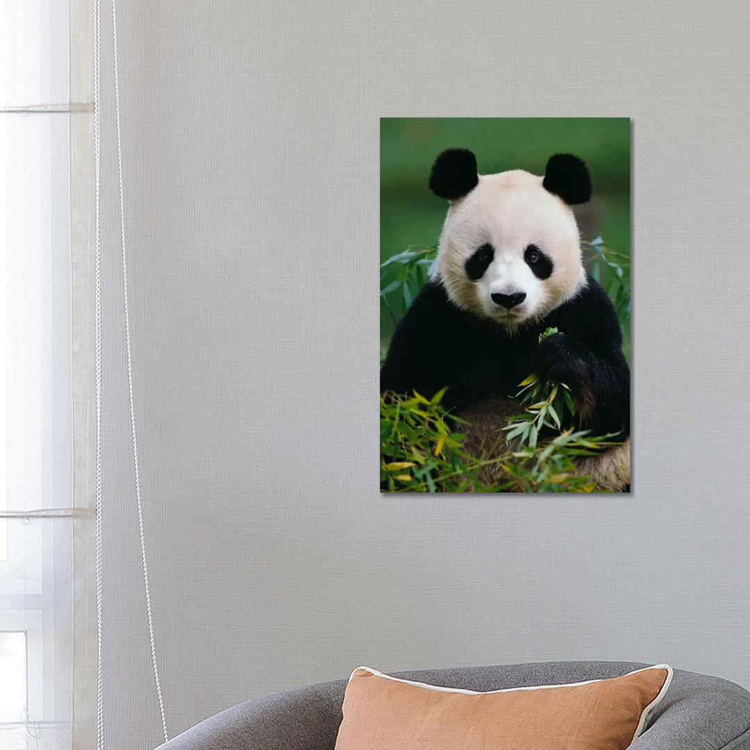 Giant Panda Eating Bamboo, China