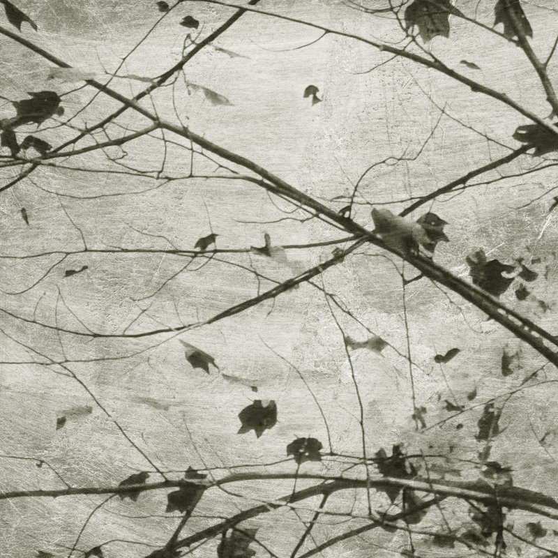 Laced Sky IV by Sharon Chandler - Wrapped Canvas Print, 91cm H x 91cm W