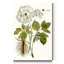 Reproduction d’art sur toile tendue « Lacy Leaves IV »-1107376270