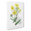 Yellow Daisies - Wrapped Canvas Painting-55320018