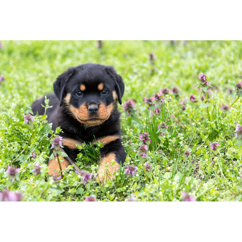 Small Rottweiler Puppy Lying Outdoors - Wrapped Canvas Print, 30cm H x 46cm W x 3.8cm D