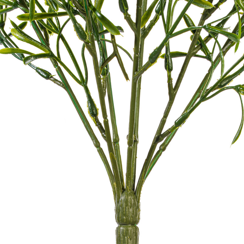 Buisson