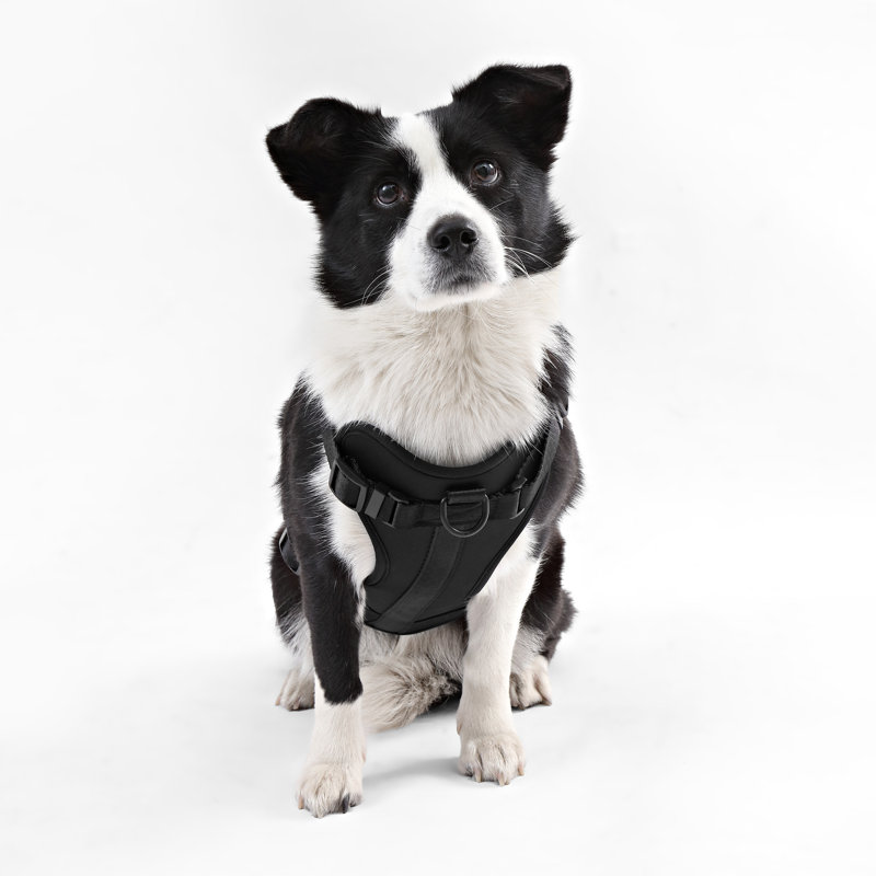 Harnais pour animal de compagnie Arlo, Noir, Grand