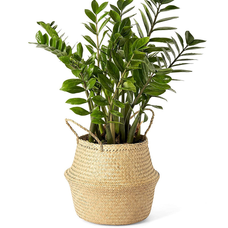 Panier de ruppie maritime, H 11 po x l 12,59 po x P 12,59 po