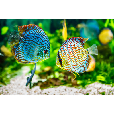 " Aquarium Displaying Two Tropical Fish Symphsodon Discus " Color Photography Print
