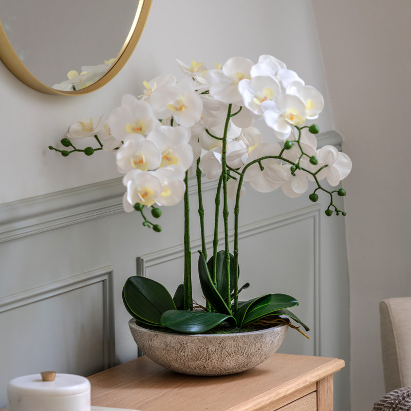 65cm Plant