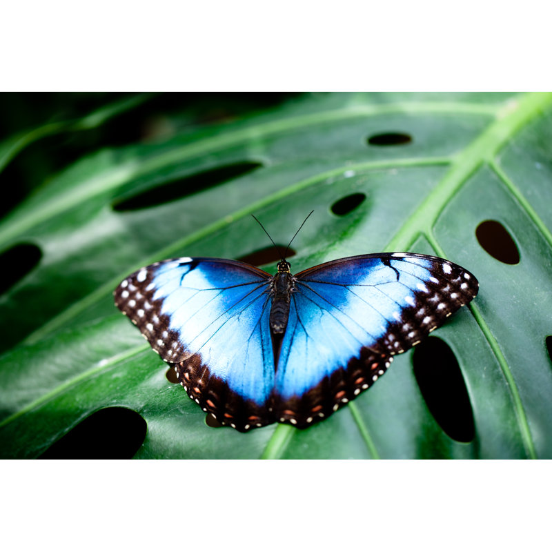 Adalynne Peleides Morpho - Wrapped Canvas Print, 51cm H x 76cm W x 3.8cm D