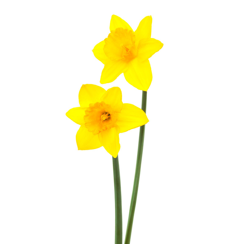 Murcia Beautiful Two Narcissus by Terex - Wrapped Canvas Print, 76cm H x 51cm W x 3.8cm D
