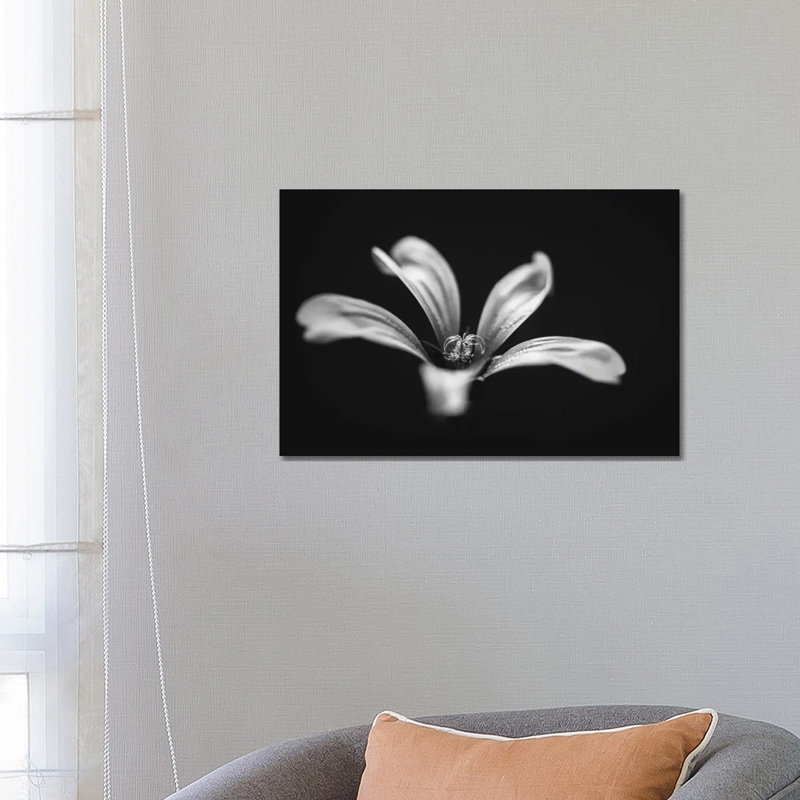 Monochrome Beautiful Flower Dark Graphite Background by Nik Rave - Wrapped Canvas Print, Wrapped Canvas